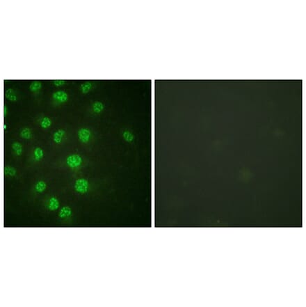 Immunofluorescence - Anti-p57 Kip2 (phospho Thr310) Antibody (A0967) - Antibodies.com