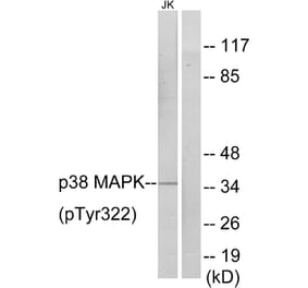 Western Blot - Anti-p38 MAPK (phospho Tyr322) Antibody (A0798) - Antibodies.com