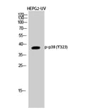 Western Blot - Anti-p38 MAPK (phospho Tyr322) Antibody (A0798) - Antibodies.com