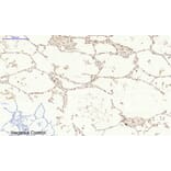 Immunohistochemistry - Anti-p38 MAPK (phospho Tyr322) Antibody (A0798) - Antibodies.com