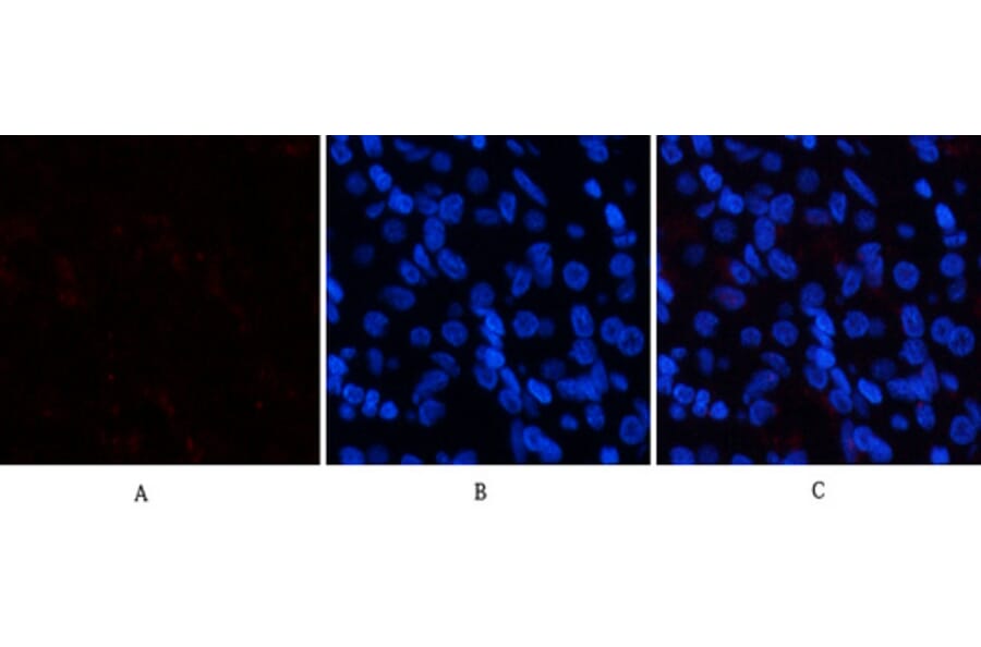 Immunofluorescence - Anti-p38 MAPK (phospho Tyr322) Antibody (A0798) - Antibodies.com