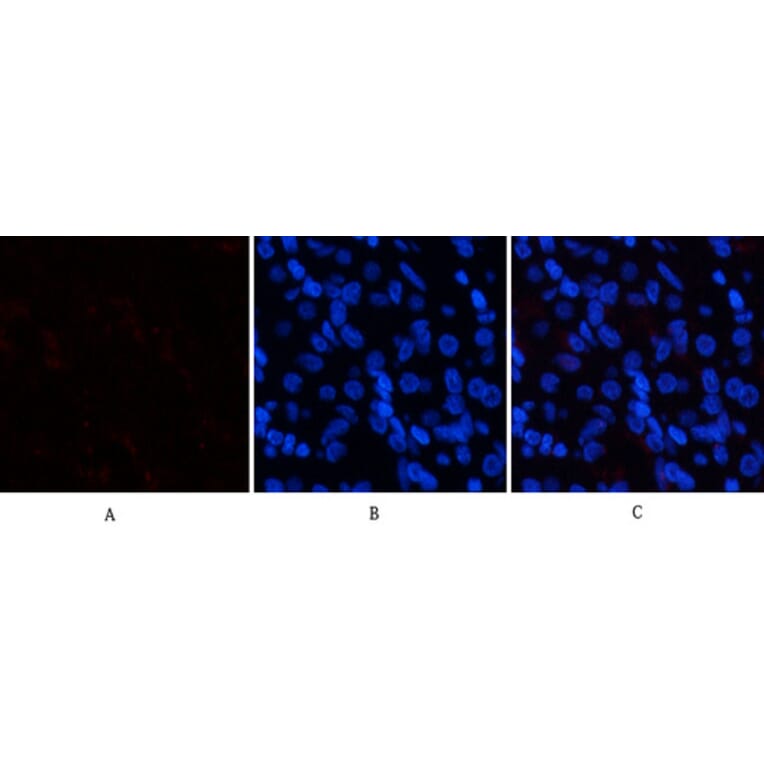 Immunofluorescence - Anti-p38 MAPK (phospho Tyr322) Antibody (A0798) - Antibodies.com