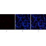 Immunofluorescence - Anti-p38 MAPK (phospho Tyr322) Antibody (A0798) - Antibodies.com