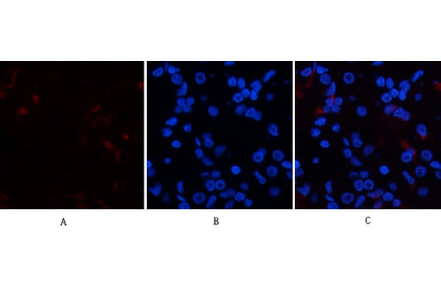 Immunofluorescence - Anti-p38 MAPK (phospho Tyr322) Antibody (A0798) - Antibodies.com