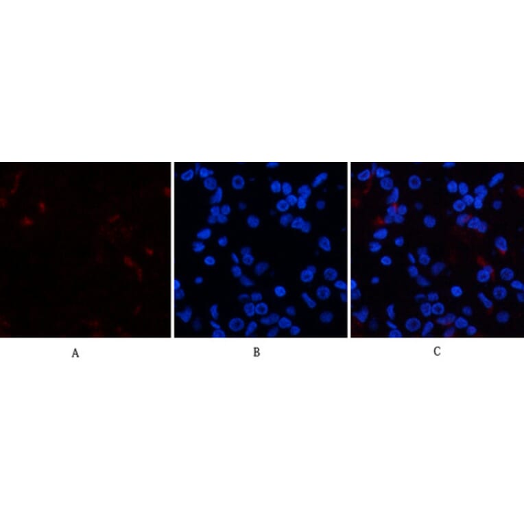 Immunofluorescence - Anti-p38 MAPK (phospho Tyr322) Antibody (A0798) - Antibodies.com