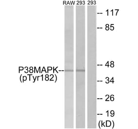 Western Blot - Anti-p38 MAPK (phospho Tyr182) Antibody (A7179) - Antibodies.com