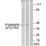 Western Blot - Anti-p38 MAPK (phospho Tyr182) Antibody (A7179) - Antibodies.com