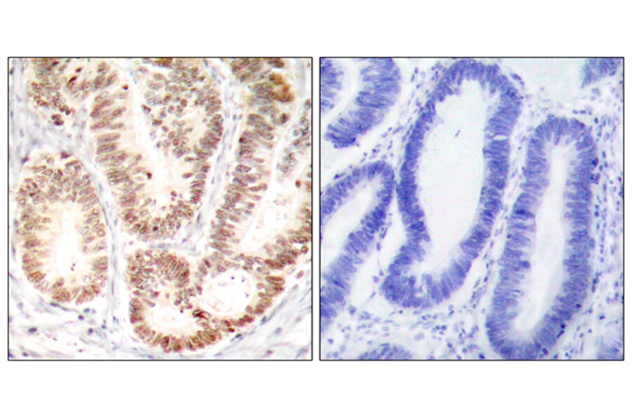 Immunohistochemistry - Anti-p38 MAPK (phospho Tyr182) Antibody (A7179) - Antibodies.com