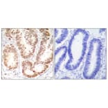 Immunohistochemistry - Anti-p38 MAPK (phospho Tyr182) Antibody (A7179) - Antibodies.com