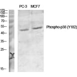 Western Blot - Anti-p38 MAPK (phospho Tyr182) Antibody (A7179) - Antibodies.com