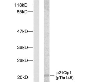 Western Blot - Anti-p21 Cip1 (phospho Thr145) Antibody (A7175) - Antibodies.com