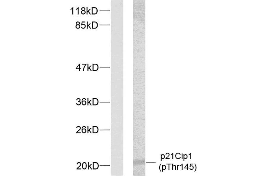 Western Blot - Anti-p21 Cip1 (phospho Thr145) Antibody (A7175) - Antibodies.com