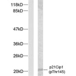 Western Blot - Anti-p21 Cip1 (phospho Thr145) Antibody (A7175) - Antibodies.com