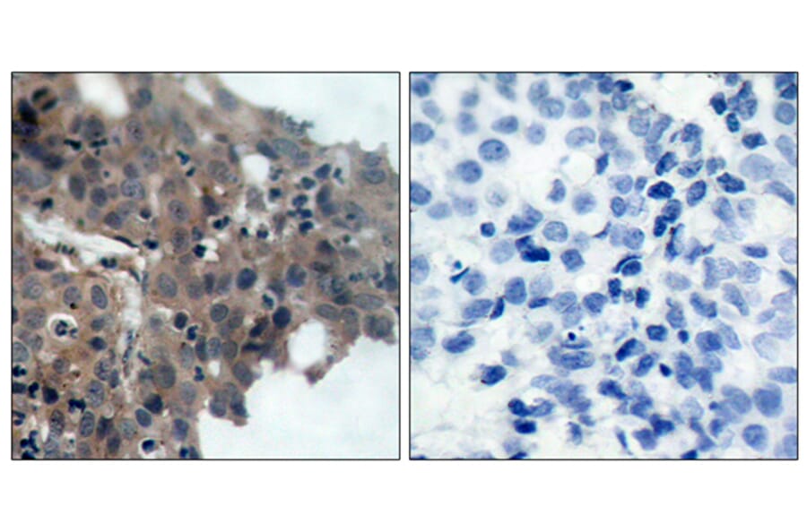 Immunohistochemistry - Anti-p21 Cip1 (phospho Thr145) Antibody (A7175) - Antibodies.com