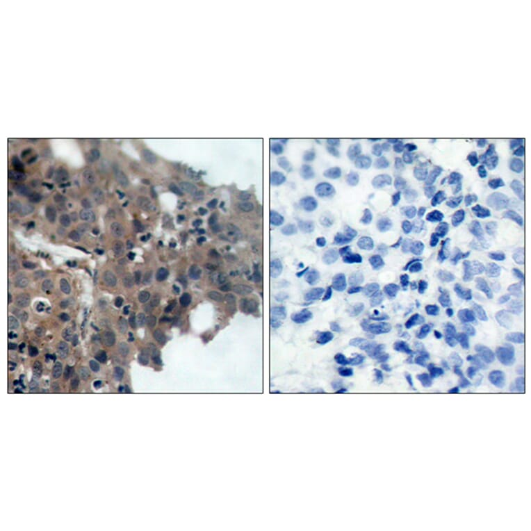 Immunohistochemistry - Anti-p21 Cip1 (phospho Thr145) Antibody (A7175) - Antibodies.com