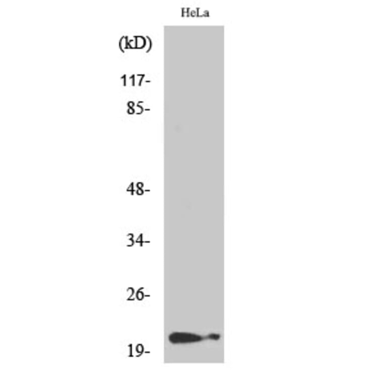 Western Blot - Anti-p21 Cip1 (phospho Thr145) Antibody (A7175) - Antibodies.com