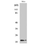 Western Blot - Anti-p21 Cip1 (phospho Thr145) Antibody (A7175) - Antibodies.com