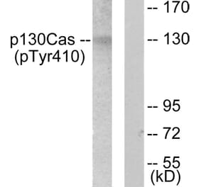 Western Blot - Anti-p130 Cas (phospho Tyr410) Antibody (A0077) - Antibodies.com