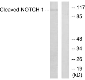 Western Blot - Anti-Notch 1 (cleaved Val1754) Antibody (L0119) - Antibodies.com