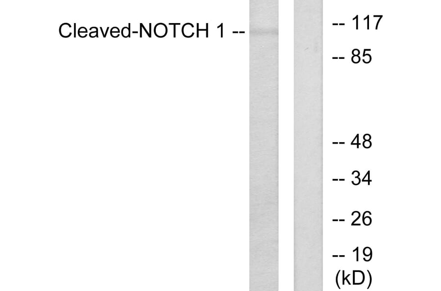 Western Blot - Anti-Notch 1 (cleaved Val1754) Antibody (L0119) - Antibodies.com