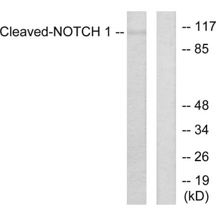 Western Blot - Anti-Notch 1 (cleaved Val1754) Antibody (L0119) - Antibodies.com