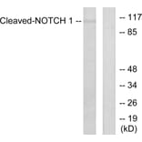 Western Blot - Anti-Notch 1 (cleaved Val1754) Antibody (L0119) - Antibodies.com