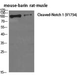 Western Blot - Anti-Notch 1 (cleaved Val1754) Antibody (L0119) - Antibodies.com