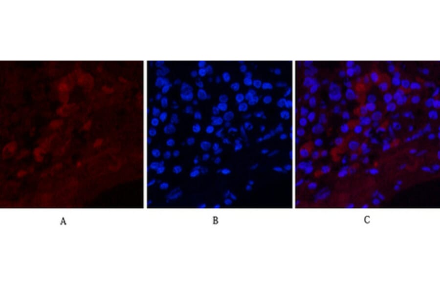 Immunofluorescence - Anti-Notch 1 (cleaved Val1754) Antibody (L0119) - Antibodies.com