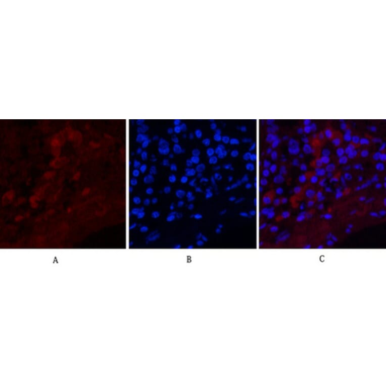 Immunofluorescence - Anti-Notch 1 (cleaved Val1754) Antibody (L0119) - Antibodies.com