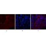 Immunofluorescence - Anti-Notch 1 (cleaved Val1754) Antibody (L0119) - Antibodies.com