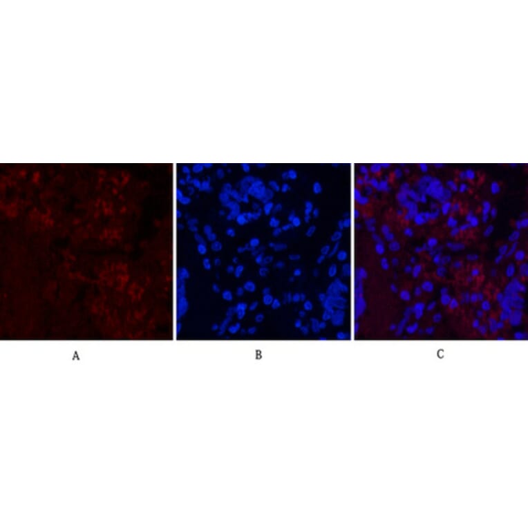 Immunofluorescence - Anti-Notch 1 (cleaved Val1754) Antibody (L0119) - Antibodies.com