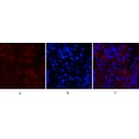 Immunofluorescence - Anti-Notch 1 (cleaved Val1754) Antibody (L0119) - Antibodies.com