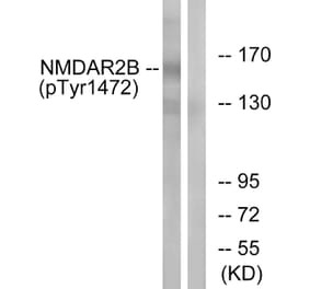 Western Blot - Anti-NMDAR2B (phospho Tyr1474) Antibody (A0526) - Antibodies.com