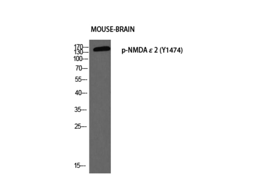 Western Blot - Anti-NMDAR2B (phospho Tyr1474) Antibody (A0526) - Antibodies.com