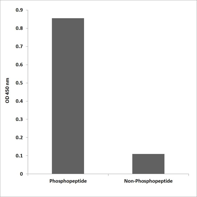 ELISA - Anti-NMDAR2B (phospho Tyr1336) Antibody (P12-1155) - Antibodies.com
