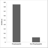 ELISA - Anti-NMDAR2B (phospho Tyr1336) Antibody (P12-1155) - Antibodies.com