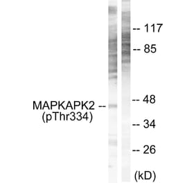Western Blot - Anti-MAPKAPK2 (phospho Thr334) Antibody (A0018) - Antibodies.com