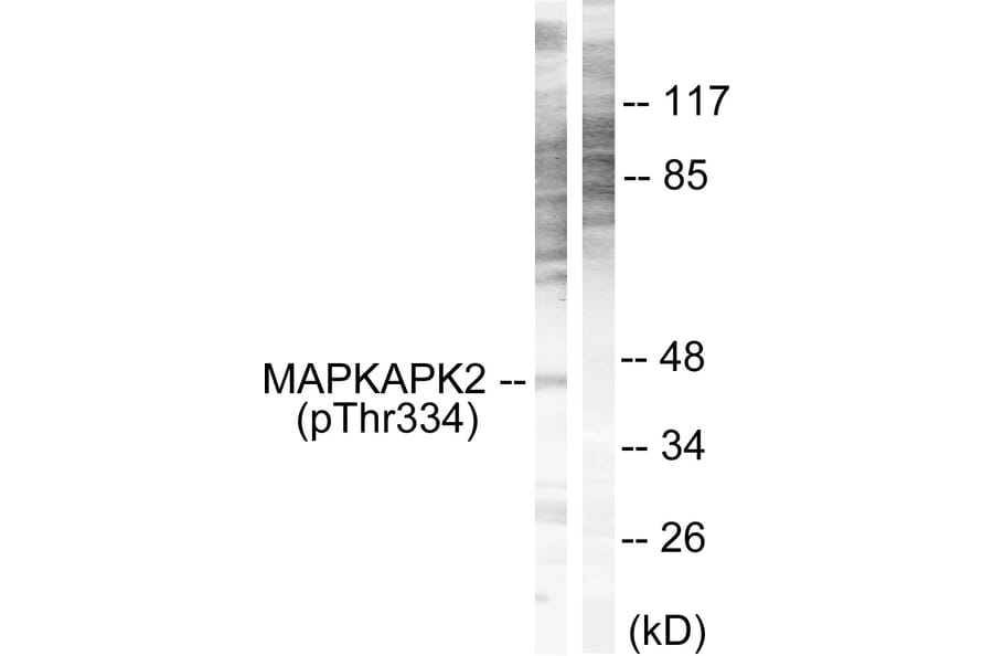 Western Blot - Anti-MAPKAPK2 (phospho Thr334) Antibody (A0018) - Antibodies.com