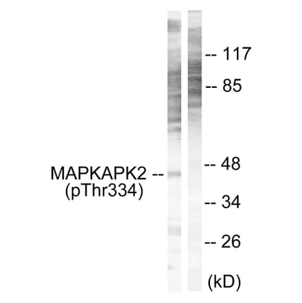 Western Blot - Anti-MAPKAPK2 (phospho Thr334) Antibody (A0018) - Antibodies.com