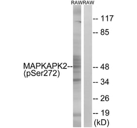 Western Blot - Anti-MAPKAPK2 (phospho Ser272) Antibody (A8363) - Antibodies.com