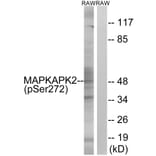 Western Blot - Anti-MAPKAPK2 (phospho Ser272) Antibody (A8363) - Antibodies.com