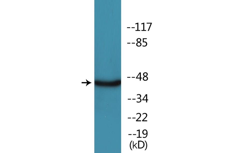 Western Blot - Anti-MAPKAPK2 (phospho Ser272) Antibody (P12-1142) - Antibodies.com