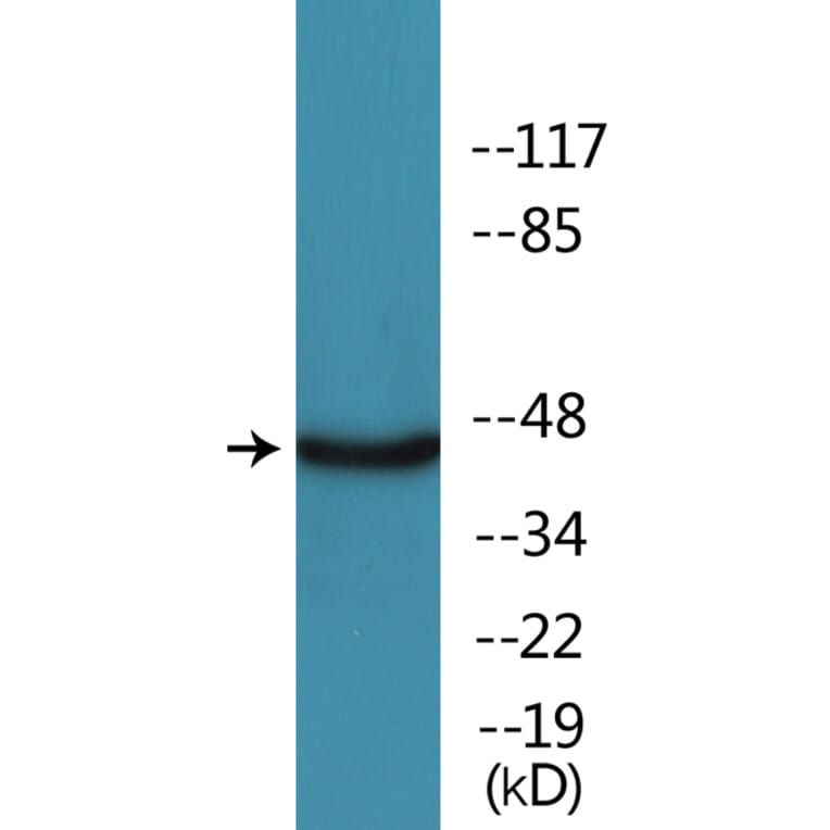 Western Blot - Anti-MAPKAPK2 (phospho Ser272) Antibody (P12-1142) - Antibodies.com