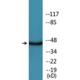 Western Blot - Anti-MAPKAPK2 (phospho Ser272) Antibody (P12-1142) - Antibodies.com