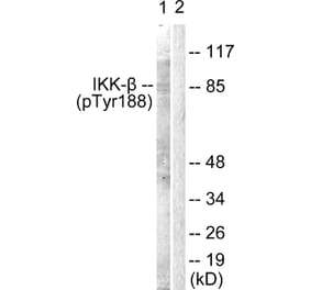 Western Blot - Anti-IKK-beta (phospho Tyr188) Antibody (A0442) - Antibodies.com