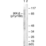 Western Blot - Anti-IKK-beta (phospho Tyr188) Antibody (A0442) - Antibodies.com
