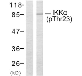Western Blot - Anti-IKK-alpha (phospho Thr23) Antibody (A7117) - Antibodies.com
