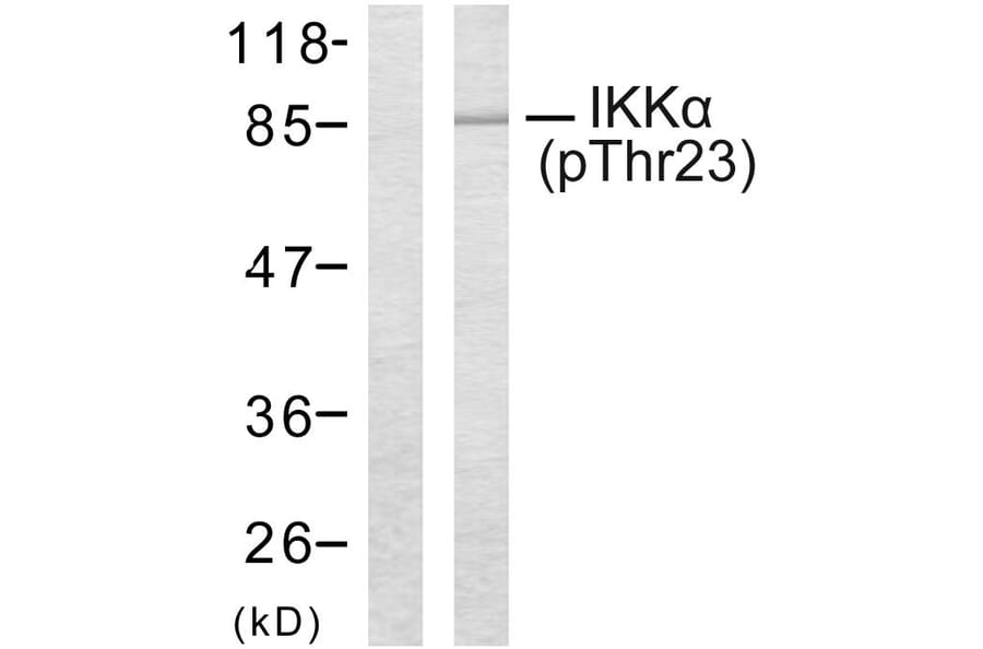 Western Blot - Anti-IKK-alpha (phospho Thr23) Antibody (A7117) - Antibodies.com