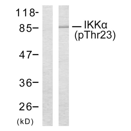 Western Blot - Anti-IKK-alpha (phospho Thr23) Antibody (A7117) - Antibodies.com