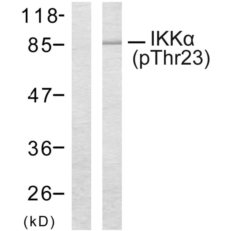 Western Blot - Anti-IKK-alpha (phospho Thr23) Antibody (A7117) - Antibodies.com